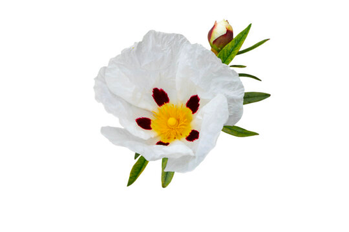 LABDANUM