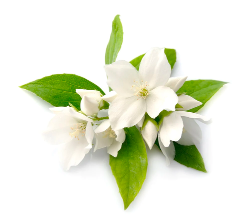 JASMINE